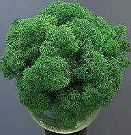 Стабілізований мох ягель для декору Норвегія Grass green dark № 78  -  100 грам