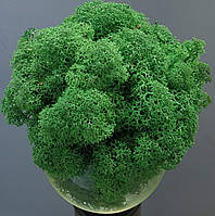 Стабілізований мох ягель для декору Норвегія Grass green dark № 78 -  50 грамм