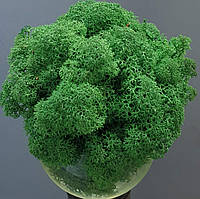 Стабілізований мох ягель для декору Норвегія  Grass green dark № 78  -  500 грам