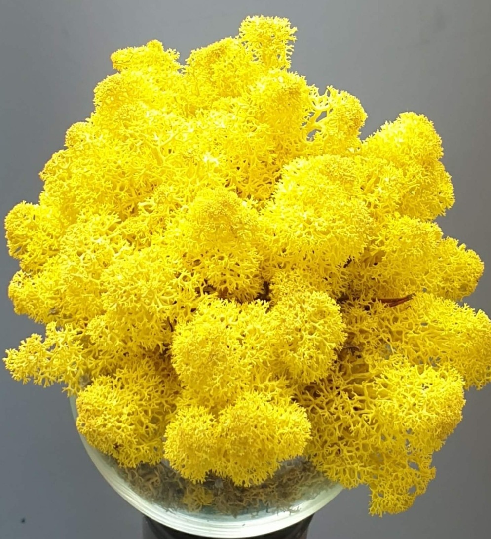 Стабілізований мох ягель для декору Норвегія LEMON - 61 - 100 грамм