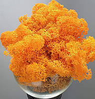 Orange № 51 -Оранжевий