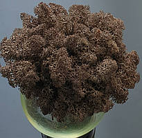 Стабілізований мох ягель для декору Норвегія brown 65 - 100 грамм