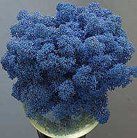 Стабілізований мох ягель для декору Норвегія royal blue  №85 - 50 грамм