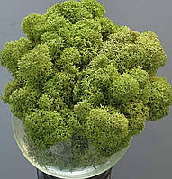 Стабілізований мох ягель для декору Норвегія medium № 70 - 500 грамм