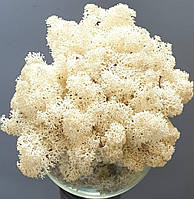 Стабілізований мох ягель для декору Норвегія Natural №56 - 100 грамм