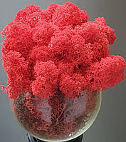 Стабілізований мох ягель для декору Норвегія Red №57 - 100 грамм