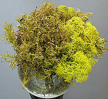 Стабілізований мох ягель для декору Норвегія Spring МОЛОДИЙ (частково розцвілий )№55 - - 5.5кг ящик