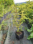 Тис ягідний, Taxus baccata 'Elegantissima', 50 см,, фото 5