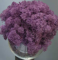 Стабілізований мох ягель для декору Норвегія Purple (Violet) № 67 -  50 грамм