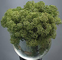 Стабілізований мох ягель для декору Норвегія Grass mosgroen № 54-  50 грамм