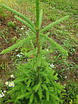 Abies alba, Ялиця біла, Пихта белая 100см, фото 3