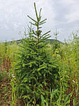 Abies alba, Ялиця біла, Пихта белая 100см, фото 5