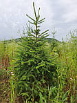 Abies alba, Ялиця біла, Пихта белая 100см, фото 8