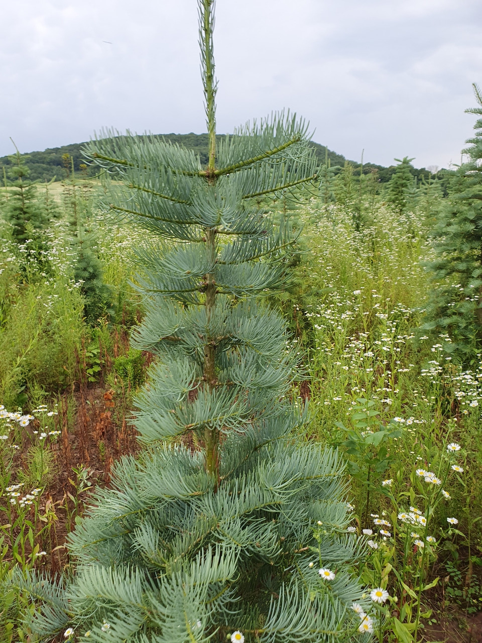 Ялиця одноколірна, Пихта одноцветная, Abies concolor, 100см