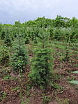 Ялиця одноколірна, Пихта одноцветная, Abies concolor, 250см, фото 8