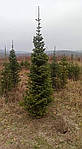Abies fraseri,  Ялиця Фразера / Фрейзера, Пихта Фразера 250см., фото 4