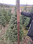 Abies fraseri,  Ялиця Фразера / Фрейзера, Пихта Фразера 250см., фото 8