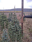 Abies fraseri,  Ялиця Фразера / Фрейзера, Пихта Фразера 250см., фото 11