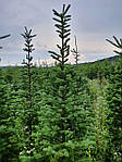 Abies fraseri,  Ялиця Фразера / Фрейзера, Пихта Фразера 100см., фото 5