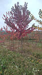 Acer rubrum, Клен червоний 350 см, фото 7