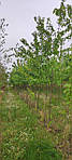 Acer rubrum, Клен червоний 350 см, фото 9