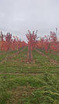 Acer rubrum, Клен червоний 350 см, фото 8