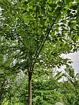 Acer rubrum, Клен червоний 350 см, фото 6