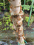 Береза чорна, Betula nigra, 350 см, фото 3