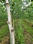 Betula utilis, Береза корисна, береза гімалайська 400 см, фото 3