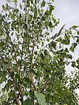 Betula utilis, Береза корисна, береза гімалайська 400 см, фото 7