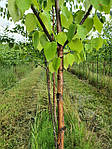 Betula utilis, Береза корисна, 550 см, фото 3