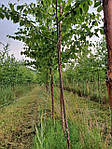 Betula utilis, Береза корисна, 550 см, фото 7