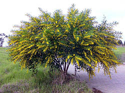 Caragana arborescens, Карагана деревоподібна, Карагана деревинна 250 см