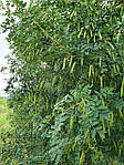 Caragana arborescens, Карагана деревоподібна, Карагана деревинна 250 см, фото 9