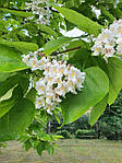 Катальпа північна, Catalpa speciosa, 450 см, фото 5