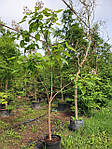 Катальпа північна, Catalpa speciosa, 450 см, фото 7