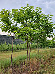 Катальпа північна, Catalpa speciosa, 350 см, фото 8