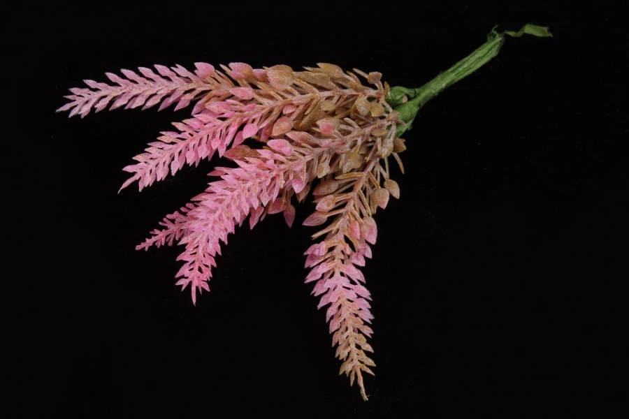 Лаванда декоративна