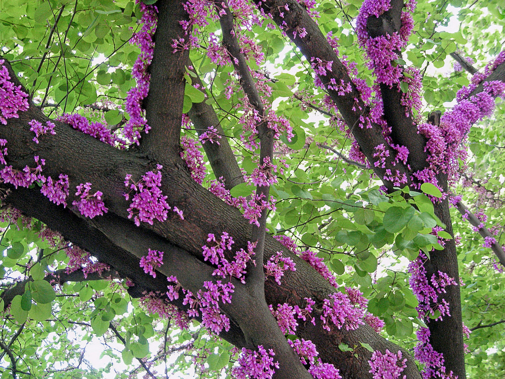 Церцис канадський, Cercis canadensis, 190 см