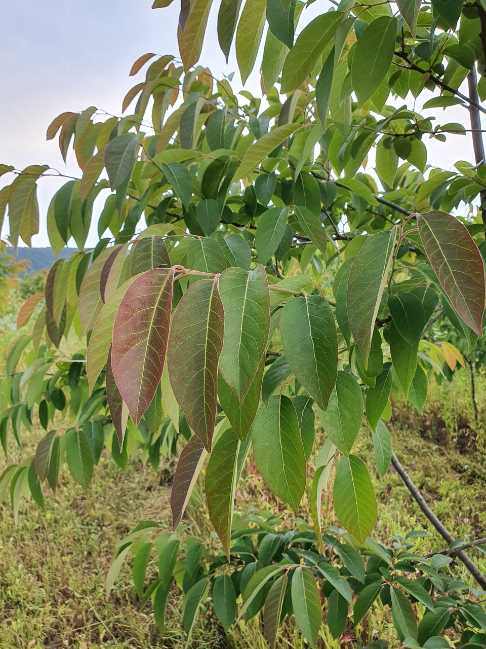 Хурма вирджинская или американская, Diospyros virginiana, 350 см, фото 1