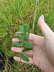 Гледіння колюче, Gleditsia triacanthos, 350 см, фото 4