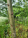 Гледіння колюче, Gleditsia triacanthos, 350 см, фото 7