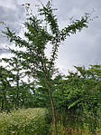 Гледіння колюче, Gleditsia triacanthos, 350 см, фото 8