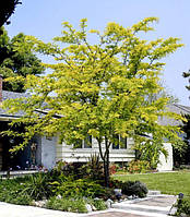 Гледичия колючая, Гледіння колюча, Gleditsia triacanthos, 500 см