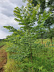 Кавове дерево, Кентукійський кавове дерево, Gymnocladus dioicus, 180 см, фото 3