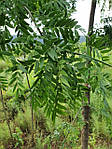 Гледіння колюче, Gleditsia triacanthos, 350 см, фото 9