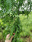 Гледіння колюче, Gleditsia triacanthos, 350 см, фото 10