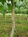Ліквідамбар смолоносний, Liquidambar styraciflua, Амброве дерево, 200 см, фото 9