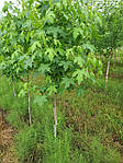 Ліквідамбар смолоносний, Liquidambar styraciflua, Амброве дерево, 200 см, фото 8