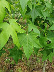 Ліквідамбар смолоносний, Liquidambar styraciflua, Амброве дерево, 200 см, фото 4